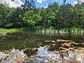 Blackacre Dragonfly pond