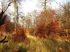 Persistance des feuilles mortes sur les branches basses durant l'hiver.