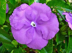 Brunfelsia latifolia