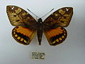 Clubbed moth antennae – Athis inca (Castniidae)