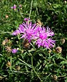 Василёк луговой (Centaurea jacea)