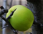 木瓜海棠 Chinese quince