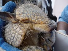 Andean hairy armadillo