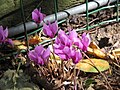 Cyclamen hederifolium 'Amaze Me'