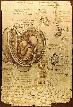 Da Vinci's study of a fetus