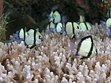 The two stripe damselfish can signal secret alarms by reflecting ultraviolet to other fish of its species