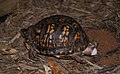 Eastern box turtles laying eggs