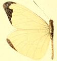 E. l. marion male