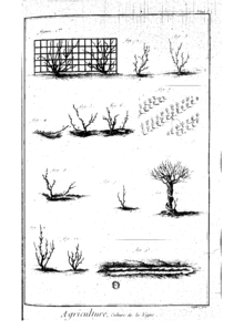 Photographie montrant une planche illustrée de divers modes de taille de la vigne : gobelet, échalas sur arbres, palissage sur treillis, marcottage. Les dessins en noir sur fond blanc sont réalisés sans décor pour être clairement utilisés.