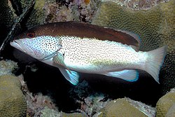 Epinephelus fulvus