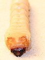 Image 24Larva of beetle, family Cerambycidae, showing sclerotised epicranium; rest of body hardly sclerotised (from Insect morphology)