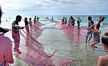 A long net going from the shore to the ocean being carried by a line of people along each side