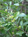 Privet (ink-bush) (Forestiera segregata)