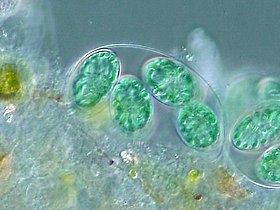 The chloroplasts of glaucophytes have a peptidoglycan layer, evidence suggesting their endosymbiotic origin from cyanobacteria.[72]