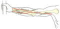 Front of right upper extremity, showing surface markings for bones, arteries, and nerves