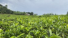 Green tea leaves and a cloudy in Bushenyi