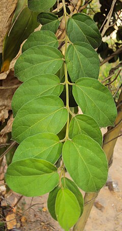 Description de l'image Gymnema sylvestre.jpg.