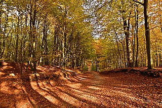 Autumn in the Granitz