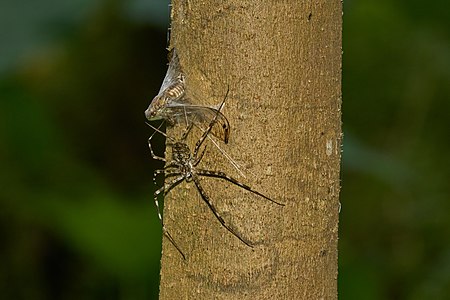 Tree trunk spider, by Jkadavoor