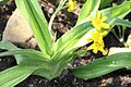 Hypoxis hemerocallidea