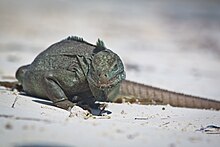 Iguane vu de face.