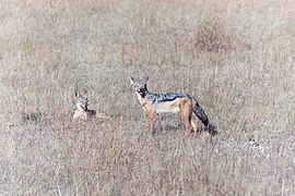 Deux chacals dans le Masai Mara.