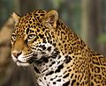 Jaguar - Cubs live with their mother for 2+ years[8] - Only big cat in the Americas[8] - Mostly found in tropical rainforests, but also savannas and grasslands[8]