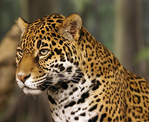 Ягуар (Panthera onca)