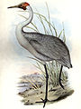 John Gould: Ilustração do Grus rubicunda, c. 1840-1848