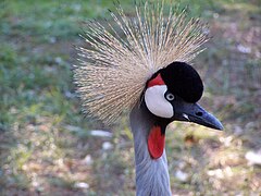 Grue couronnée grise (Balearica regulorum).