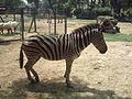 A plains zebra