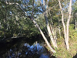 View of Landing Creek in the forest