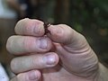 Soldier of a leafcutter ant species (released after photo)