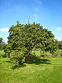 Arboretum de Chèvreloup, Rocquencourt.