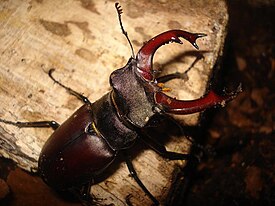 Lucanus cervus