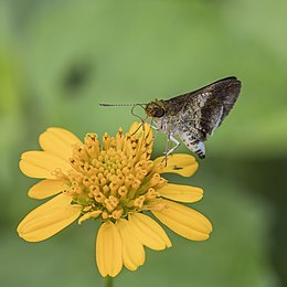 Macken's skipper (Acleros mackenii olaus) underside.jpg