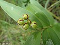 Green berries with dark stripes