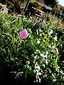 Malva alcea