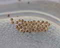 Mature Isabella tiger moth eggs