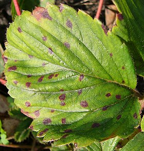 Mycosphaerella fragariae