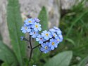 Alpine Forget-me-Not
