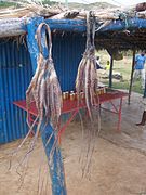 Cet animal fait l'objet d'une pêche commerciale (ici à Rodrigues).