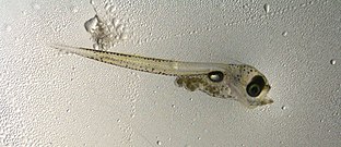 Pacific cod larva