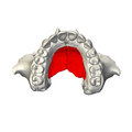 Inferior surface of maxilla. Palatine process shown in red.