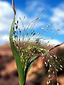 Hapsihirssi (Panicum capillare)