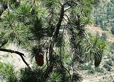 Cones and leaves