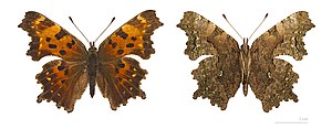 Polygonia faunus faunus ♂ - les deux faces - Muséum de Toulouse