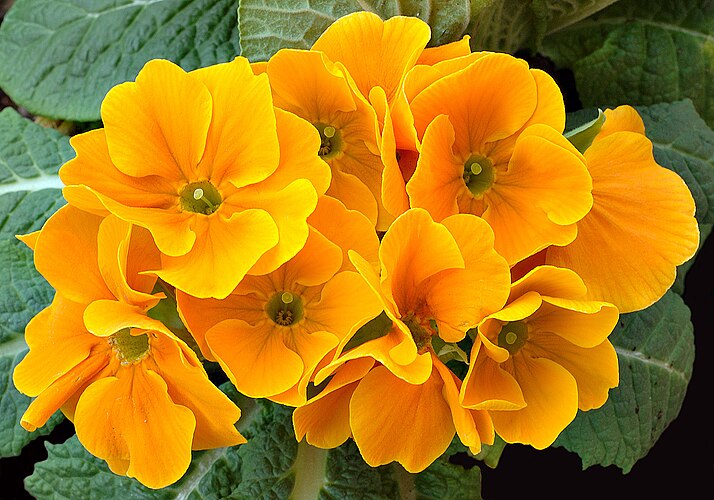 Первоцвет (Primula)