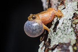 Raorchestes parvulus (male)