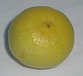 Tree-ripened key lime. Color is bright yellow, unlike the more common green persian limes.